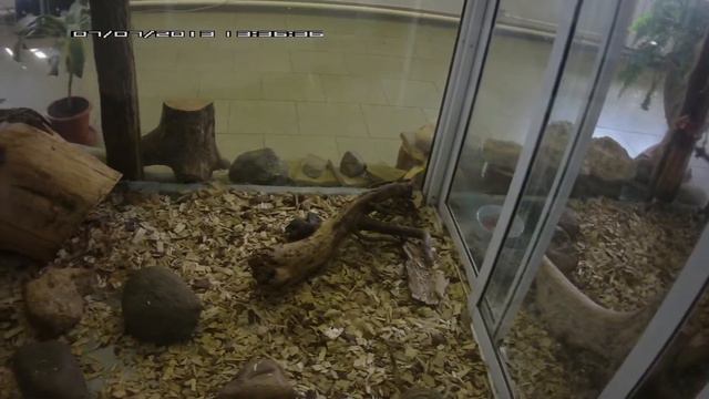 Ярославский зоопарк. Сурикаты. смотреть онлайн