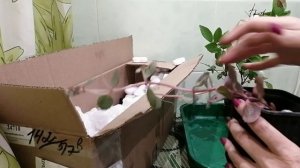 Саженцы из питомника GardenPlants. РАСПАКОВКА ПОСЫЛКИ С РАСТЕНИЯМИ. Июль 2022 г.