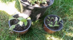 Стевия медовая, заменитель сахара. Как сушить для чая? | Stevia rebaudiana