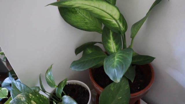 the BEST plants for your bedroom   PLANT TOURCOLLECTION PART 1!