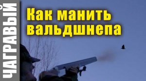 Как правильно манить вальдшнепа | ПОДРОБНО