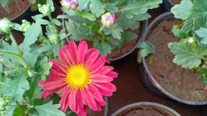 CHRYSANTHEMUM !!  ROSE !! HIBISCUS!!PETUNIA !!&OTHER PLANTS #love #care