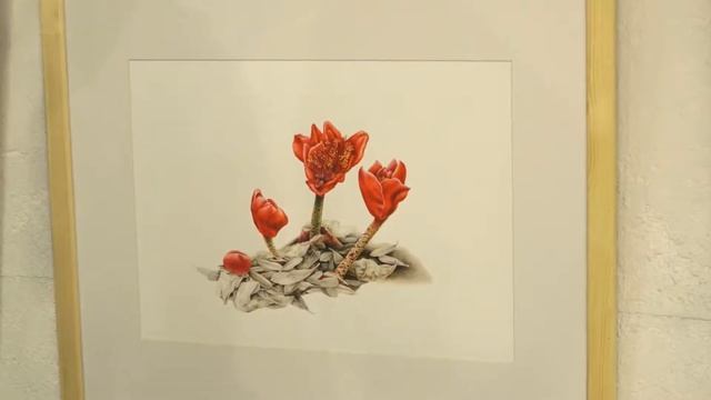 Выставка Ботанической живописи и Иллюстрации ноябрь 2017 смотреть онлайн