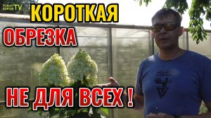 🍋 Литл Лайм: гортензия-хамелеон! Обзор и секреты обрезки. 🌸 Хотите пышный Литл Лайм?