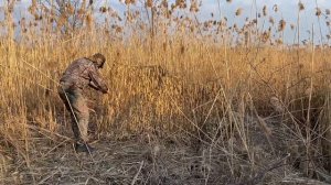 Маскировочная сеть Сухой Камыш (без лыка)