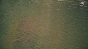 Ловля форели на плавающую силиконовую приманку Geecrack Mushigaeru.