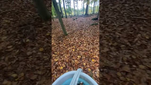 Опята еловые чудо - грибы ? смотреть онлайн