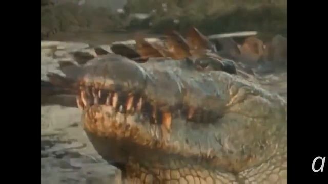 крокодилы нападают на антилоп смотреть онлайн
