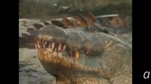 крокодилы нападают на антилоп