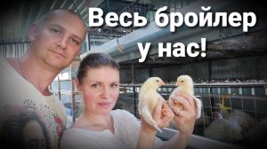 ОБЗОР ПТИЧЬЕГО ХОЗЯЙСТВА ИЮНЬ 2021г. / Сравнительный эксперимент по бройлерам / Таблица привесов