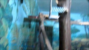 Зелёная мартышка и капский даман обедают 13.02.19
