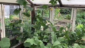 ? Обзор на огурец ? " Беби мини" F1 от Первые семена