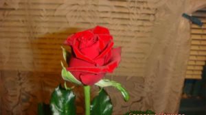 Поздравления Всем Женщинам 8 марта!