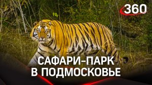 Парк тигров открывается в Можайском городском округе