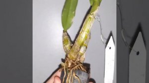 🔴Орхидея  дендробиум          Den. Nopporn🌸 Starbright,ellow-Pink Splash   Тайланд🇹🇭