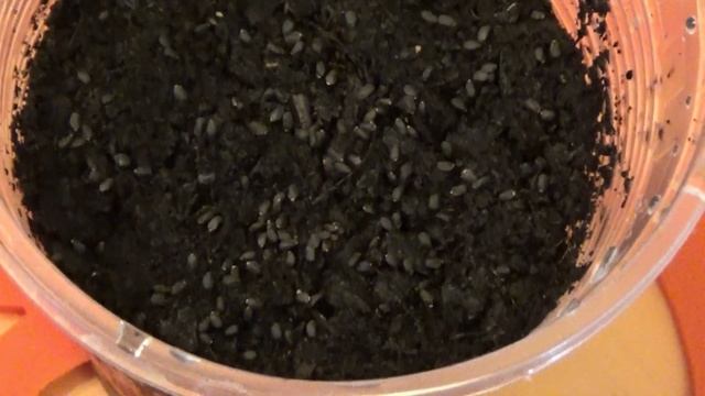 Сеем базилик для подоконника — это легко и просто Новые сорта Обзор смотреть онлайн