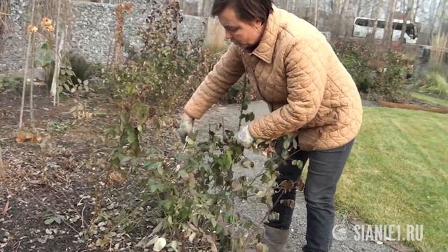 Укрытие роз на зиму