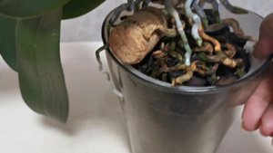 Фаленопсис Монако с детьми и цветоносом.. 😊