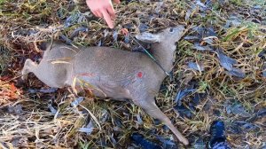 Охота с луком на оленя в США. Первая добыча.