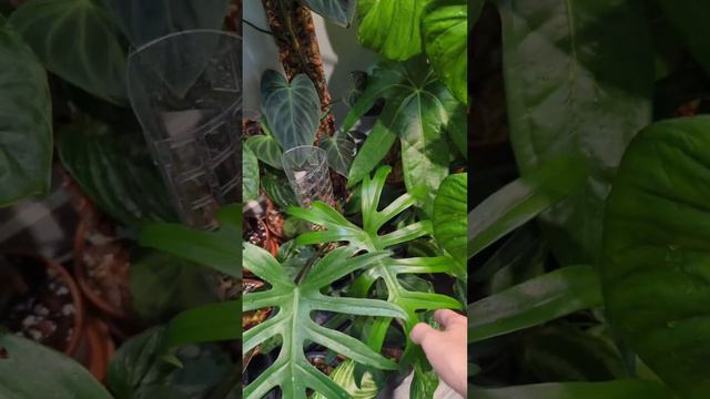 CRAZY BASEMENT PLANT JUNGLE