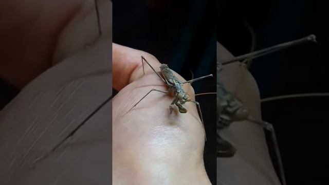 Самец богомола степной / steppe mantis male