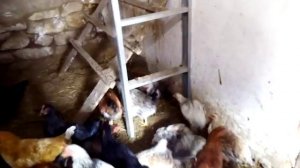 Печной обогрев курятника.