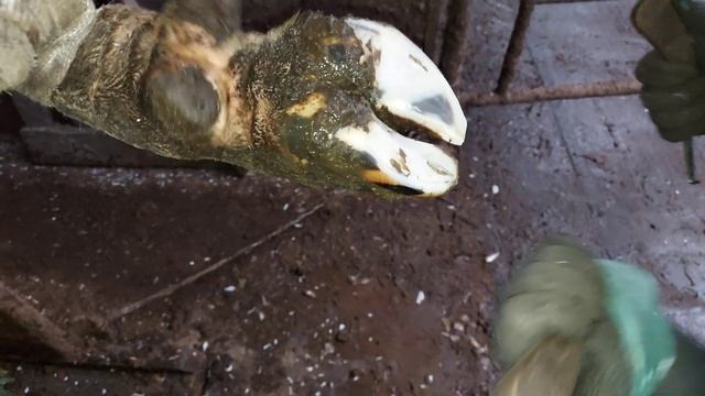 Расчистка копыт у Крупно рогатого скота. (ферма,комплекс) смотреть онлайн