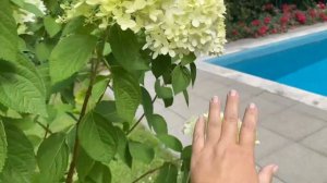 ГОРТЕНЗИЯ ЛАЙМ ЛАЙТ НА ШТАМБЕ 27.07.23.