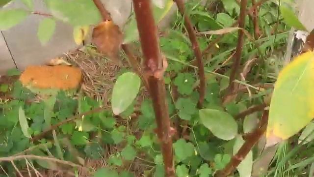 Когда пересаживать жимолость смотреть онлайн