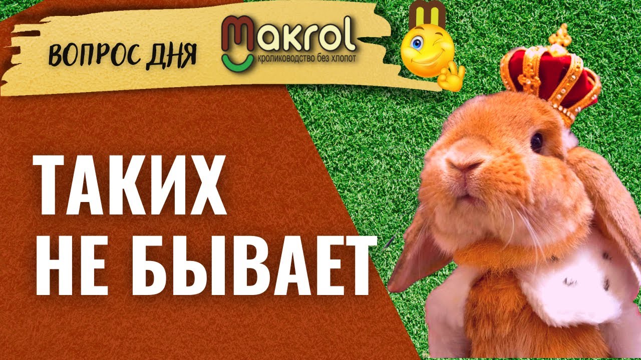 ??СТРОКАЧ. Идеальная крольчиха Немецкий Пестрый Великан  #Макрол #Макляк