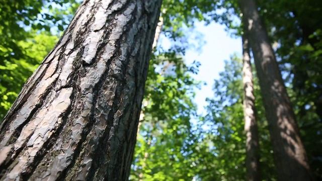 Звук и Свет. Сказка для Друзей смотреть онлайн