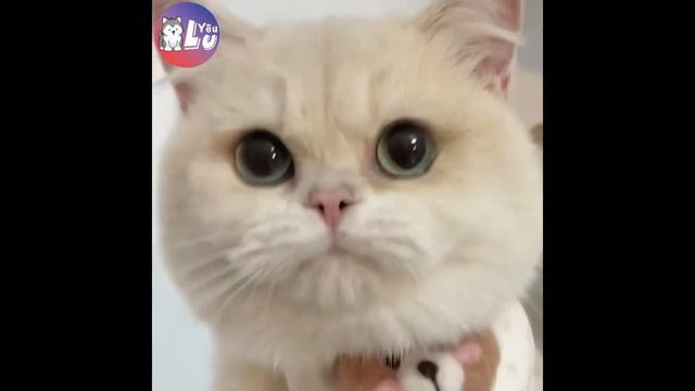 💝 Коты 2023 смешные котики 💝Приколы с котами до слез. Я СМЕЯЛСЯ ПОЛЧАСА 💝 Funny cats 2022-2023 | 2