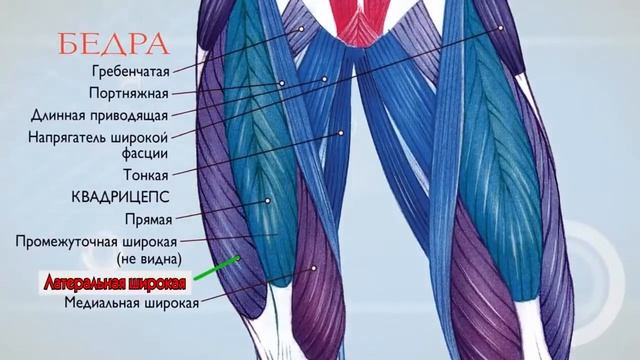 Анатомия мышц Физиология мышц Как работают мышцы