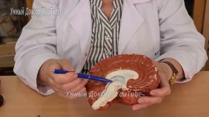 Центральная нервная система (ЦНС) (1)?. Головной мозг ?. Желудочки головного мозга.