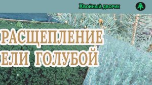 Расщепление всходов ели голубой по цвету при размножении семенами.Питомник "Хвойный дворик"