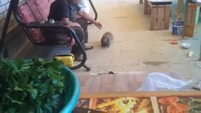 Ручной кролик Кузя смотреть онлайн