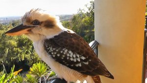 Kookaburra Up Close and Personal (Laughing Kookaburra)
