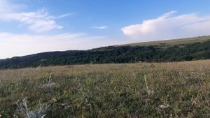 Сбор Лимонника или Крымский Жасмин.....