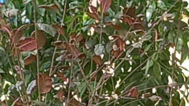 Зизифус смотреть онлайн