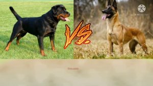 Ротвейлер против  Малинуа кто  сильнее?