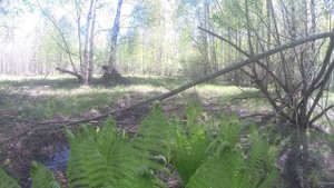 Папоротник весной, как- Чужой