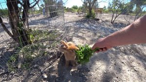 Кроликопарк в Крыму. Бахчисарай. Танковое. Кролики сами идут в руки. Маковые поля.