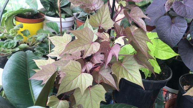 Ipomoea batatas//Ипомея батат - красота для сада смотреть онлайн