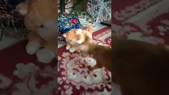 Новогодний мини тойтерьер💥🌲 смотреть онлайн
