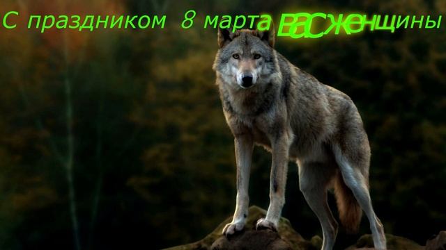 Месть волчицы,вырезала домашний скот прямо в деревне вместе с волчатами.