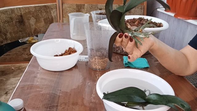 не повторяйте за мной. групповая посадка НАРБОНЕ смотреть онлайн