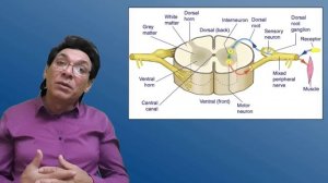 Спинной мозг. Сухожильные рефлексы. Патологические рефлексы. Физиология |