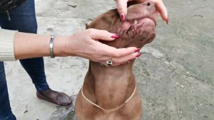 Выставка СКОР / Онлайн выставка / Питбуль на выставках / Выставка собак