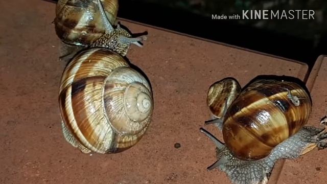 VLOG.Едим в ресторан "Лесная поляна".отмечаем мамин день рождения.НАШЕСТВИЕ УЛИТОК. смотреть онлайн