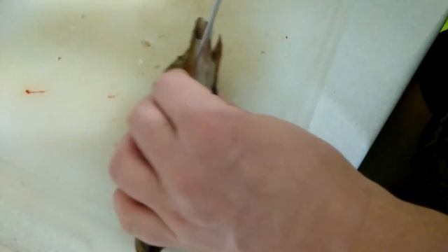 Как быстро почистить окуня. смотреть онлайн